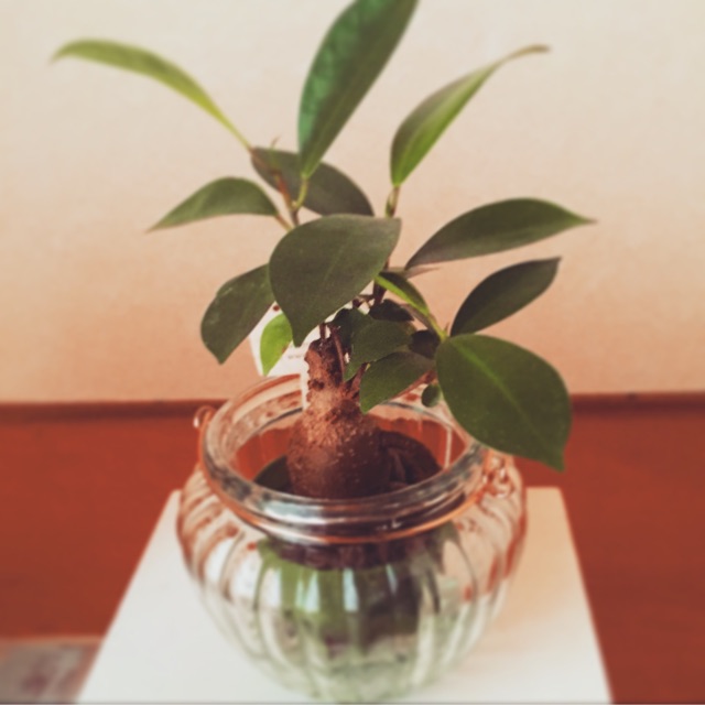 f:id:kanae1211:20150627183037j:plain f:id:kanae1211:20150627183037j:plain