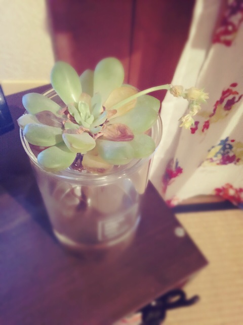 f:id:kanae1211:20150717004740j:plain f:id:kanae1211:20150717004740j:plain