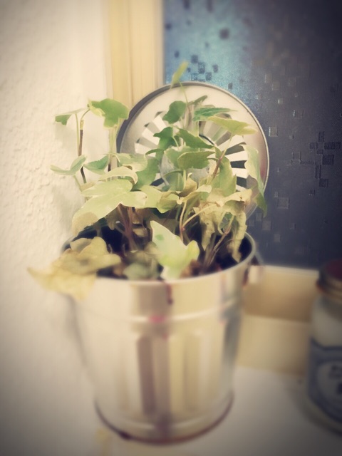 f:id:kanae1211:20150717004752j:plain f:id:kanae1211:20150717004752j:plain