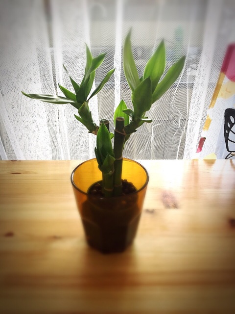 f:id:kanae1211:20150724221723j:plain f:id:kanae1211:20150724221723j:plain
