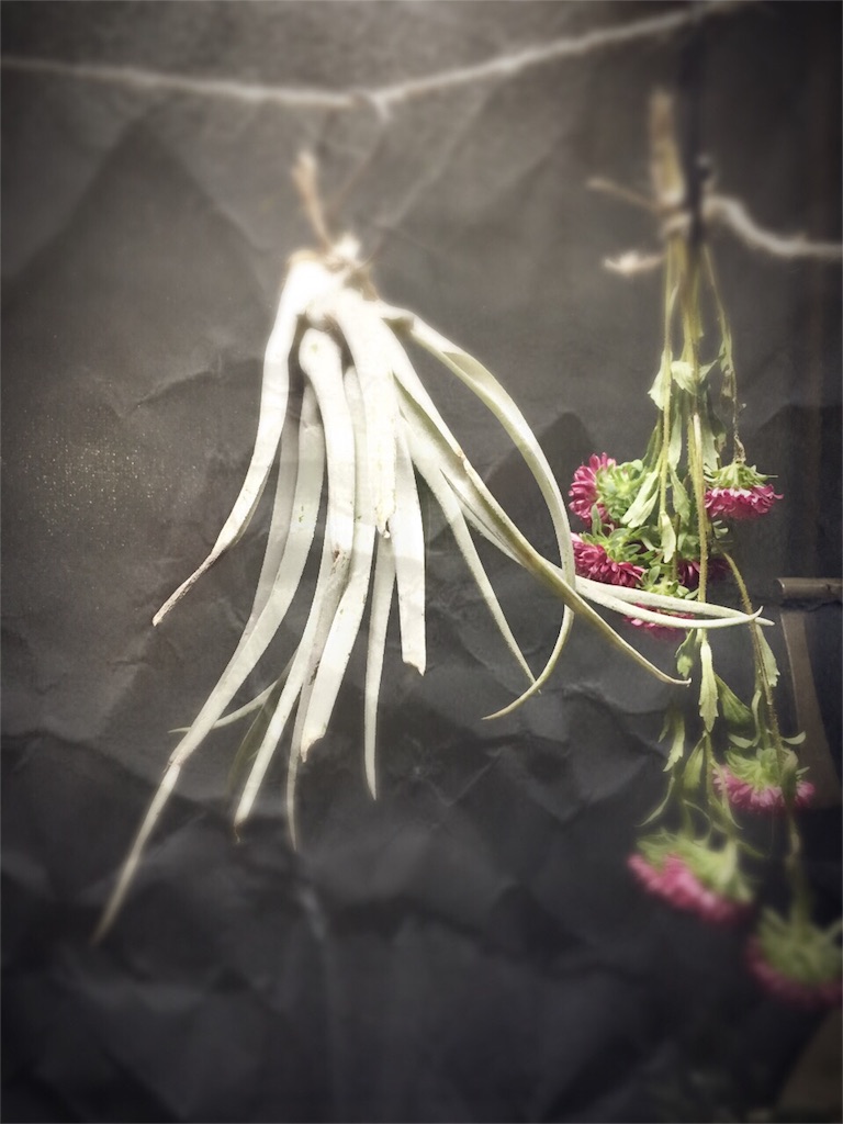 f:id:kanae1211:20151203204953j:image f:id:kanae1211:20151203204953j:image