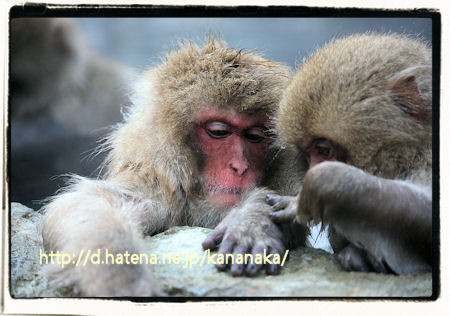 f:id:kananaka:20110207230114j:image f:id:kananaka:20110207230114j:image