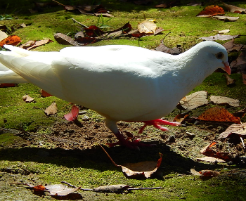 f:id:kanarihikokuma:20130922123639p:image:w150