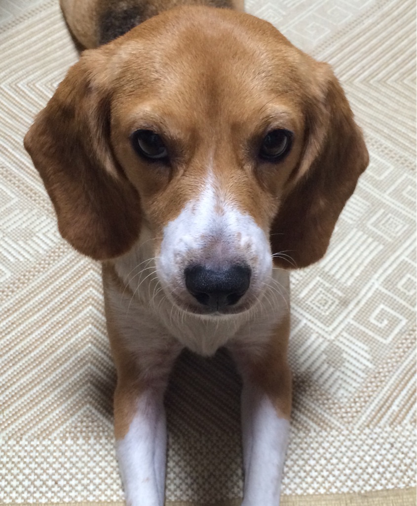 実家の犬その2 実家の犬その2