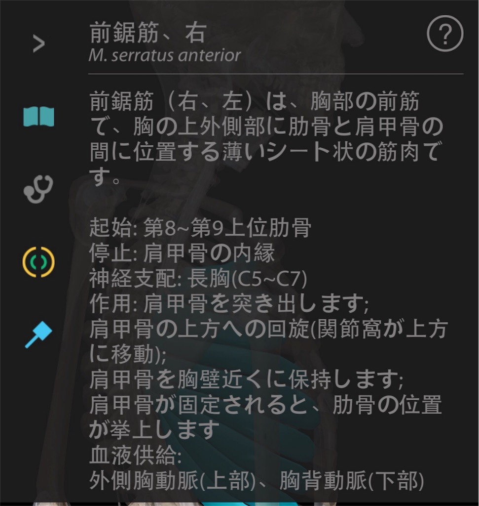 前鋸筋 解説 前鋸筋 解説