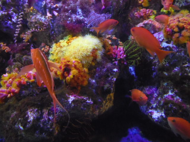 f:id:kannana:20130531144112j:plain f:id:kannana:20130531144112j:plain