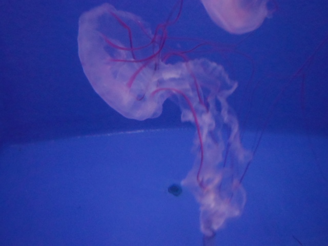 f:id:kannana:20130531145337j:plain f:id:kannana:20130531145337j:plain