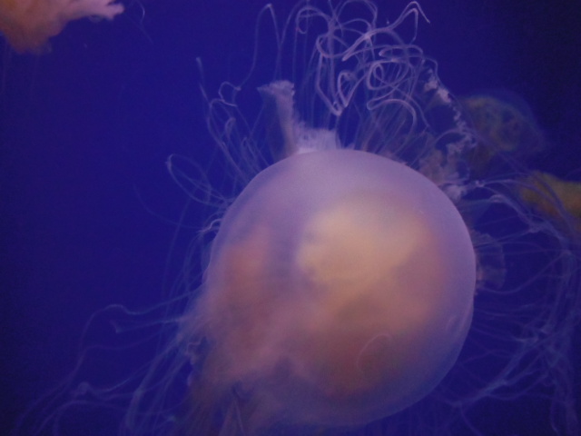 f:id:kannana:20130531145408j:plain f:id:kannana:20130531145408j:plain