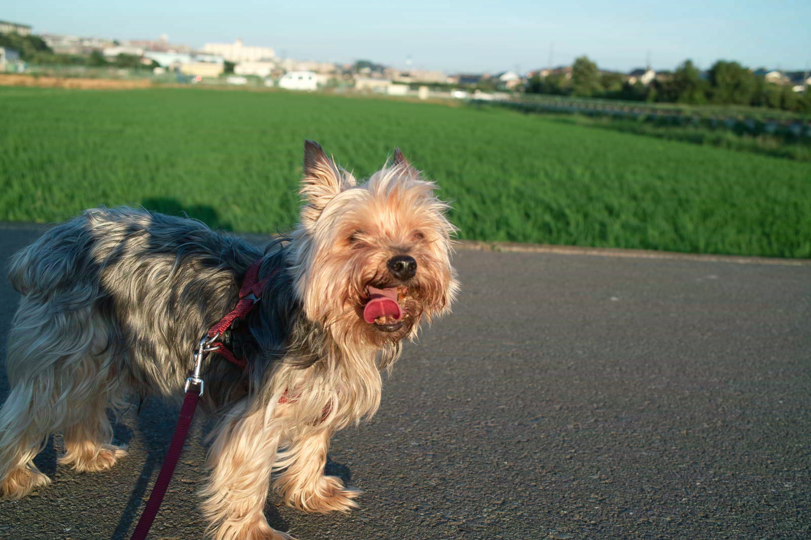 f:id:kanose:20120710180735j:plain