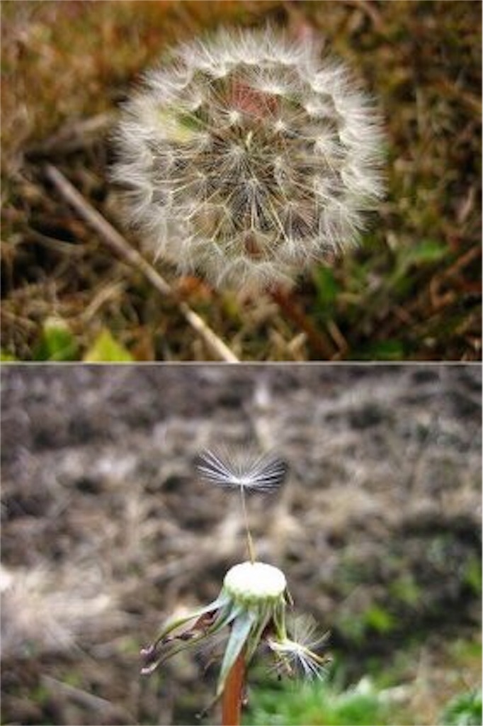 f:id:kanseinokaikaku1002:20160220102516j:image f:id:kanseinokaikaku1002:20160220102516j:image