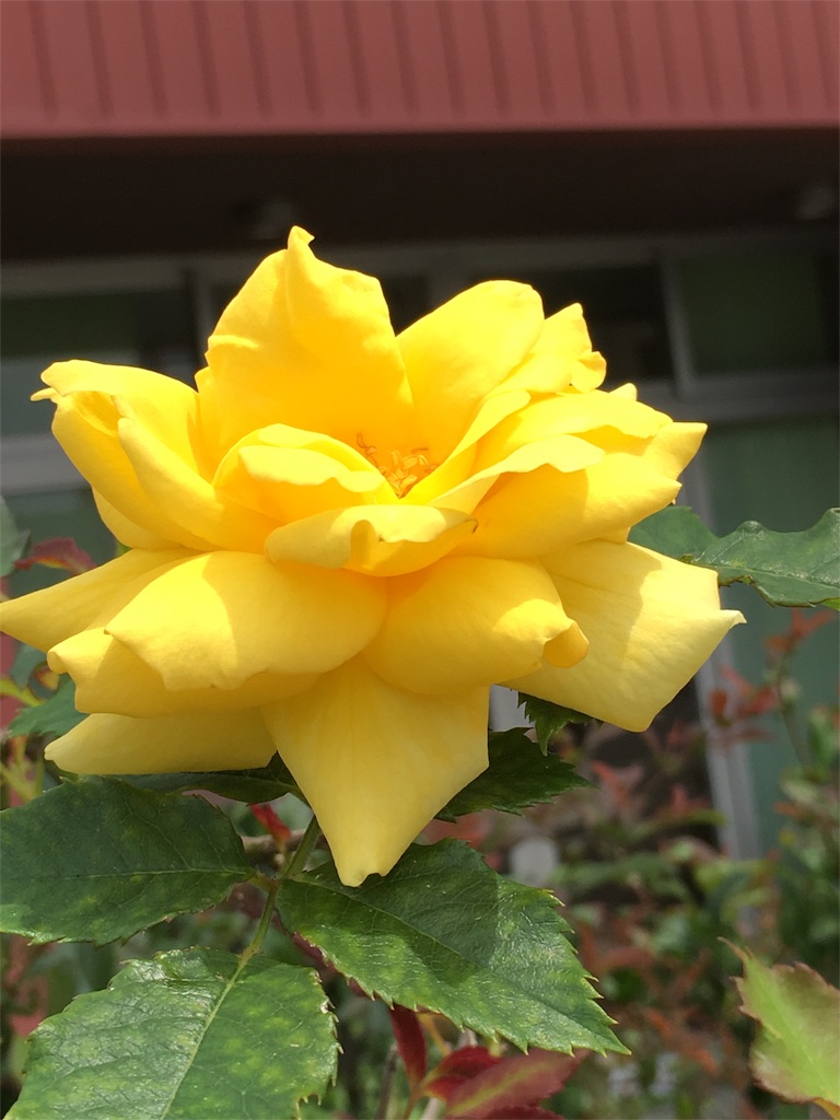 f:id:kansui201604:20160529213713j:image f:id:kansui201604:20160529213713j:image
