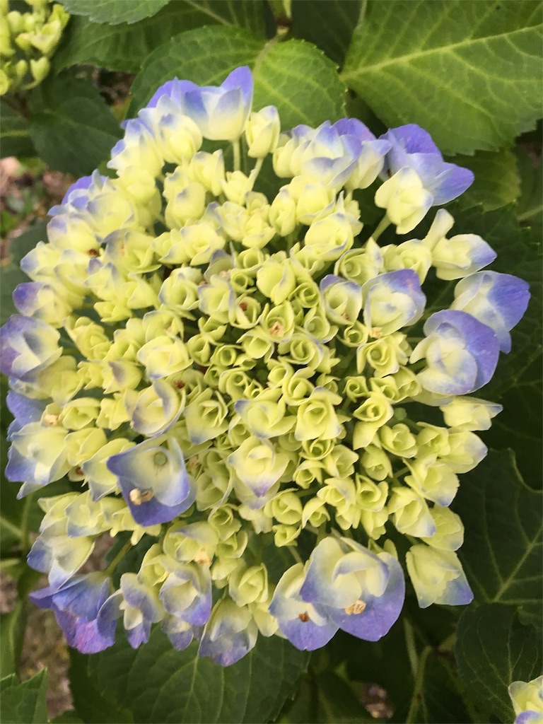 f:id:kansui201604:20160601074310j:image f:id:kansui201604:20160601074310j:image
