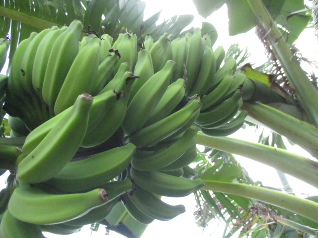 f:id:kansya22:20151026110710j:plain f:id:kansya22:20151026110710j:plain