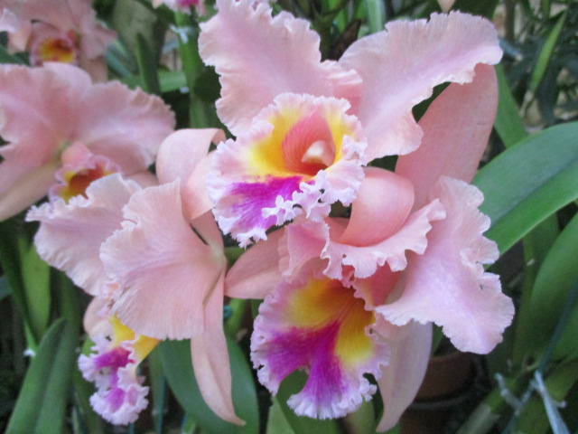 f:id:kansya22:20151230152944j:plain f:id:kansya22:20151230152944j:plain