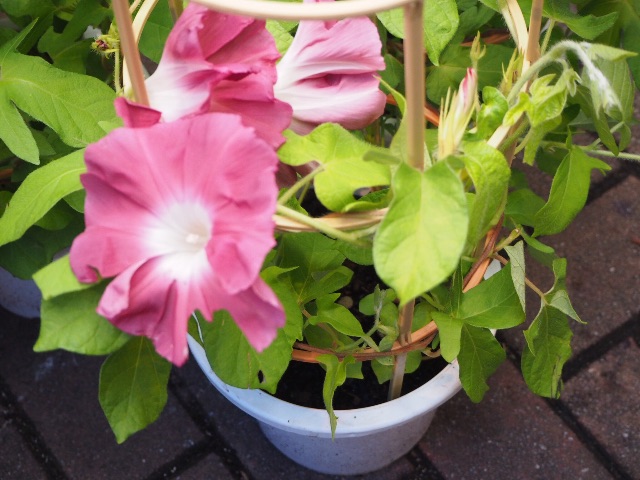 f:id:kantaro5656:20150707195410j:image f:id:kantaro5656:20150707195410j:image