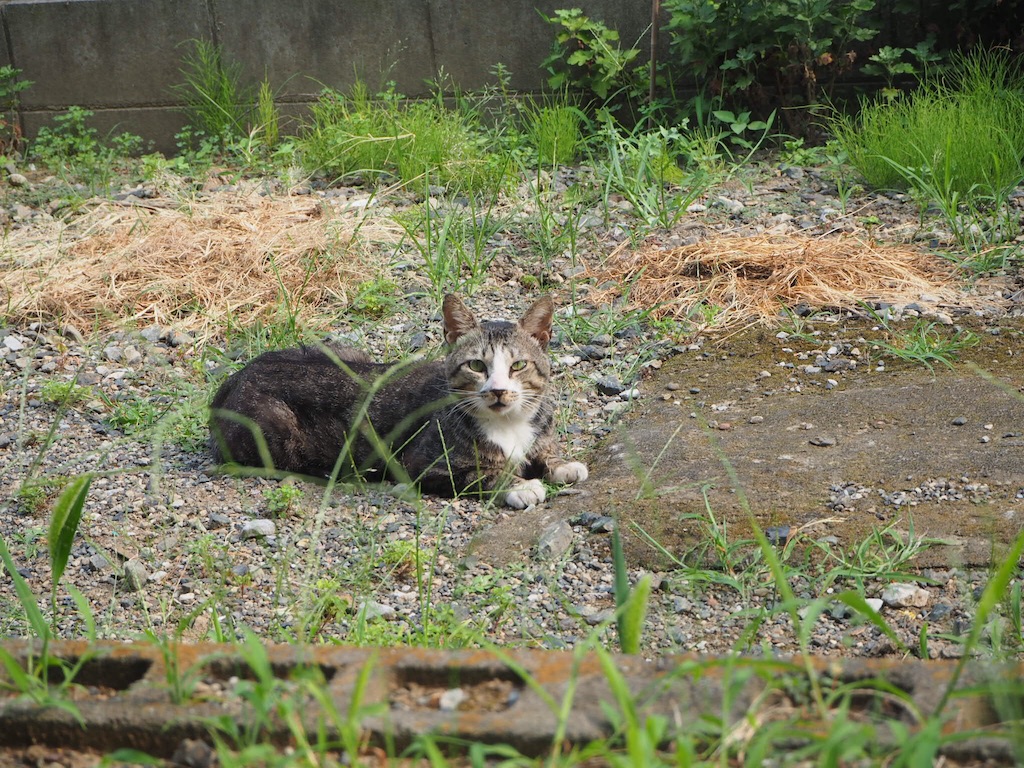 f:id:kantaro5656:20150731215507j:image f:id:kantaro5656:20150731215507j:image