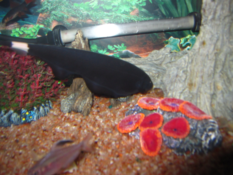 f:id:kantoly:20111129222719j:image f:id:kantoly:20111129222719j:image
