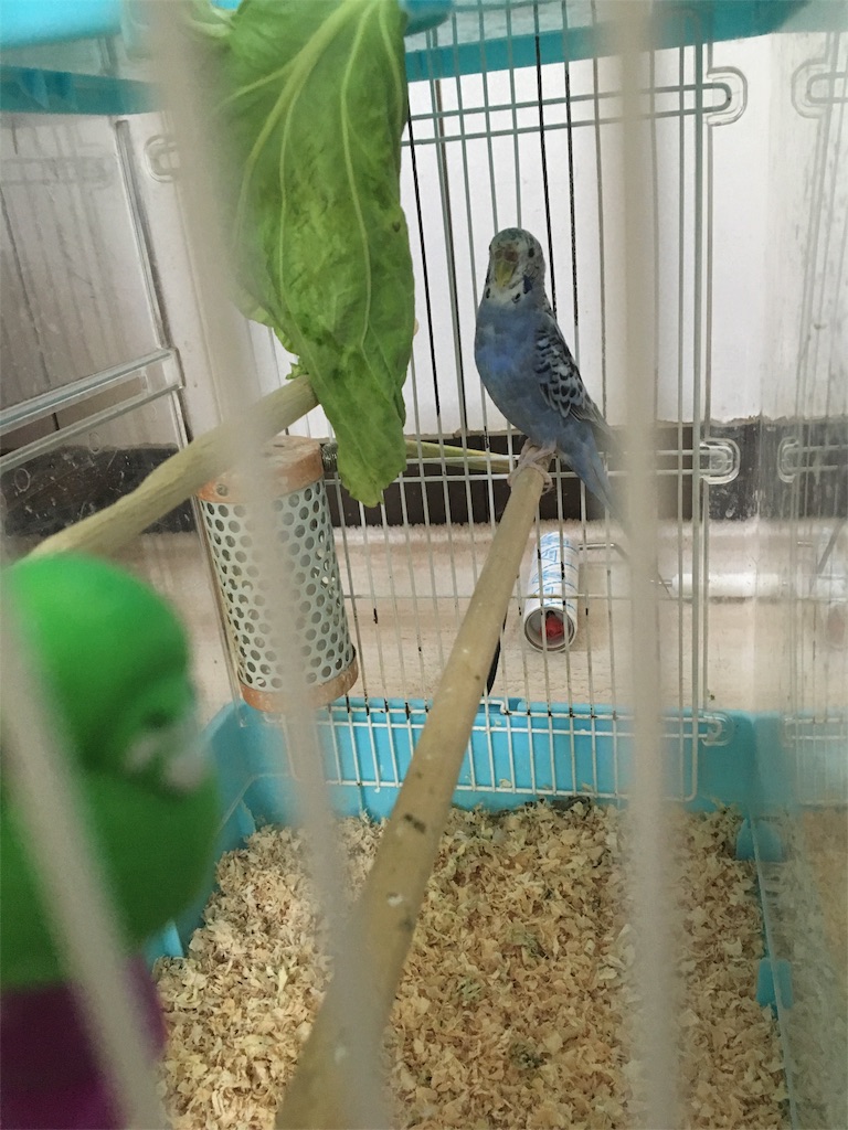 f:id:kao0710:20160515134259j:image f:id:kao0710:20160515134259j:image