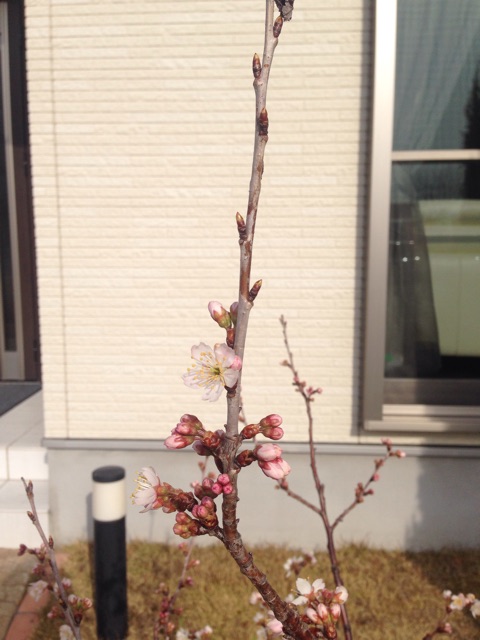 f:id:kaoremix:20150307150539j:plain f:id:kaoremix:20150307150539j:plain