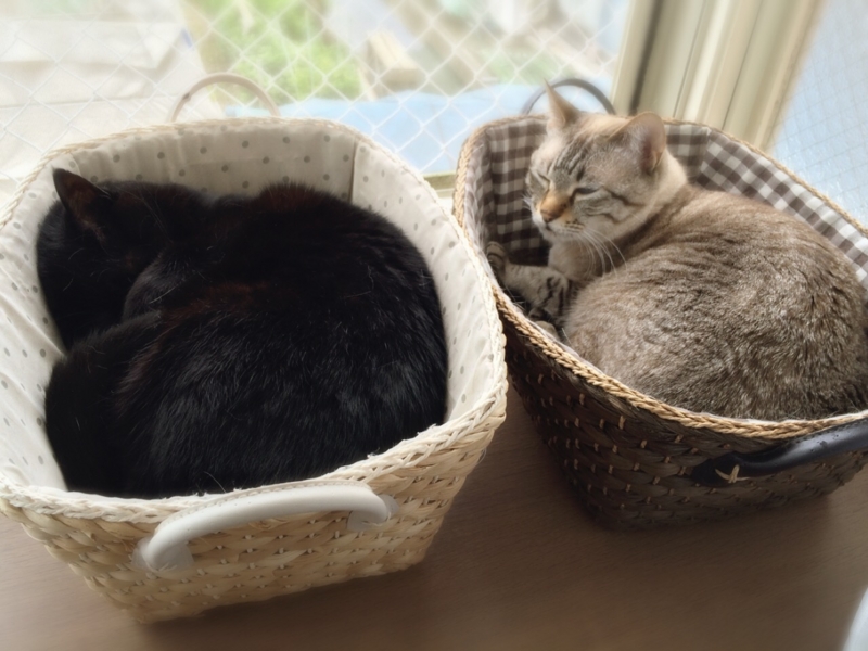 f:id:kaoringo7:20150526120839j:plain