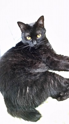 f:id:karzusp:20140809215046j:plain