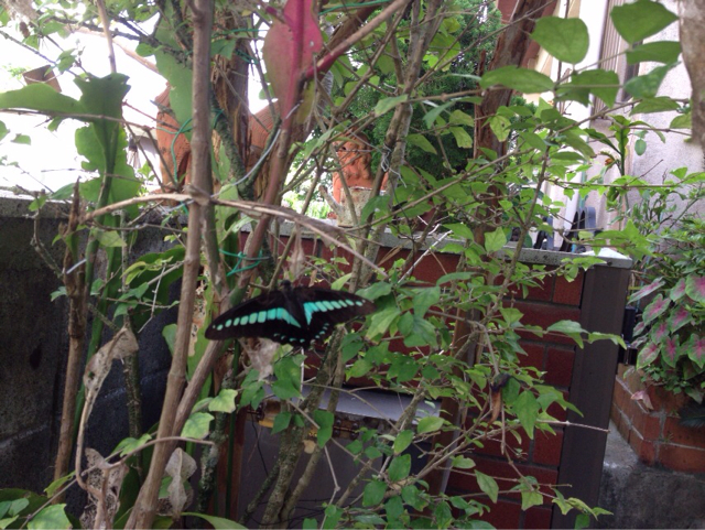 f:id:katachiki:20130710082237j:plain f:id:katachiki:20130710082237j:plain