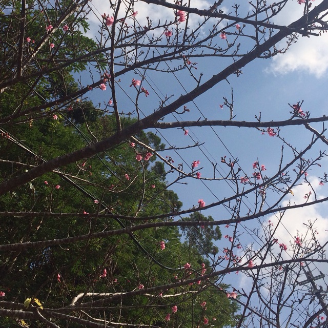f:id:katachiki:20150105211602j:plain f:id:katachiki:20150105211602j:plain