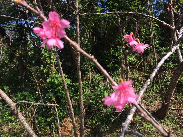 f:id:katachiki:20150105211615j:plain f:id:katachiki:20150105211615j:plain