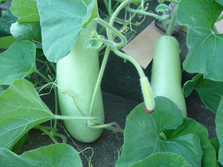 f:id:katakengogo:20080731173701j:image f:id:katakengogo:20080731173701j:image