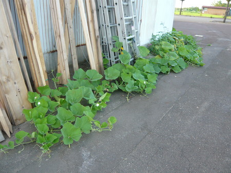 f:id:katakengogo:20080731173733j:image f:id:katakengogo:20080731173733j:image