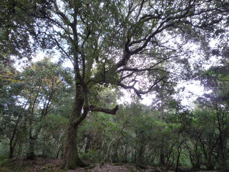 f:id:katchamans:20101211130613j:plain