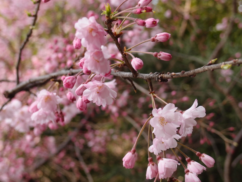 f:id:katchamans:20130324150613j:plain