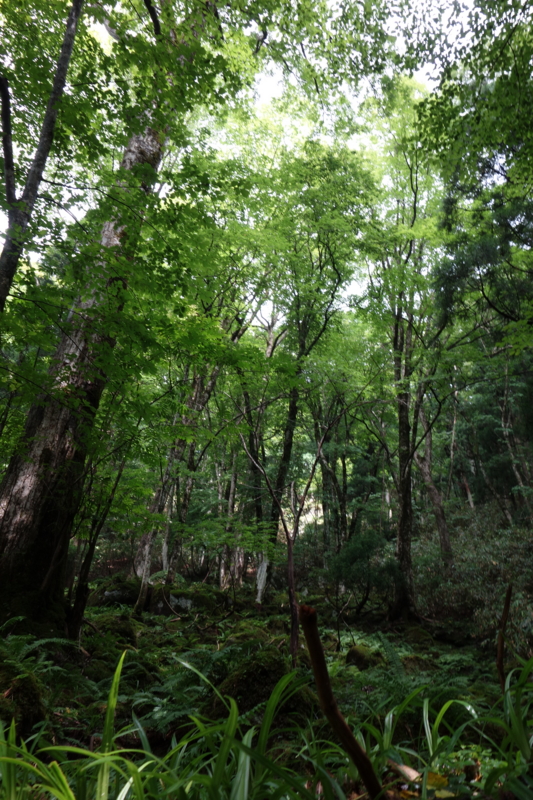 f:id:katchamans:20130714101614j:plain