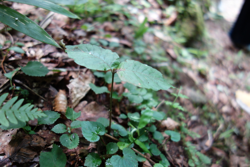 f:id:katchamans:20140727113921j:plain