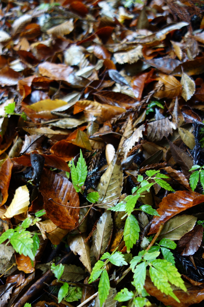 f:id:katchamans:20151022132238j:plain