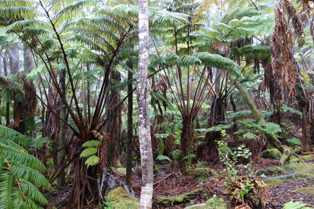 f:id:katchamans:20160122121937j:plain