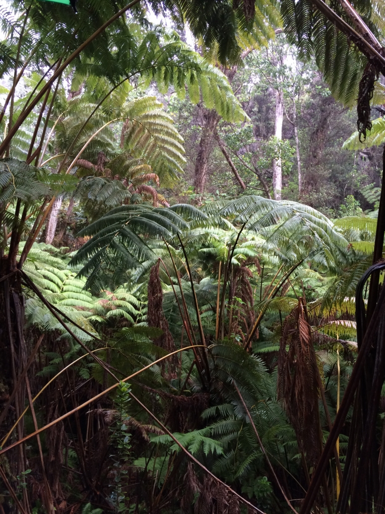 f:id:katchamans:20160128085902j:plain