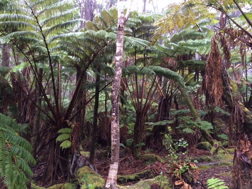 f:id:katchamans:20160128085930j:plain