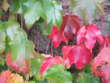 f:id:kawaiimuku:20141025083521j:plain f:id:kawaiimuku:20141025083521j:plain