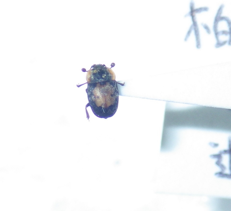 f:id:kawaosamushi:20150317094019j:plain f:id:kawaosamushi:20150317094019j:plain