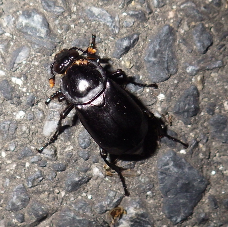 f:id:kawaosamushi:20150518165107j:plain f:id:kawaosamushi:20150518165107j:plain