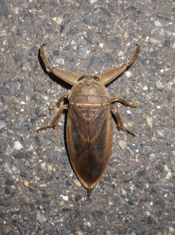 f:id:kawaosamushi:20150518165123j:plain f:id:kawaosamushi:20150518165123j:plain
