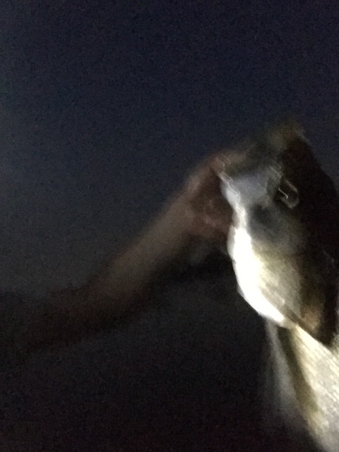 f:id:kawapom:20150604002824j:image f:id:kawapom:20150604002824j:image