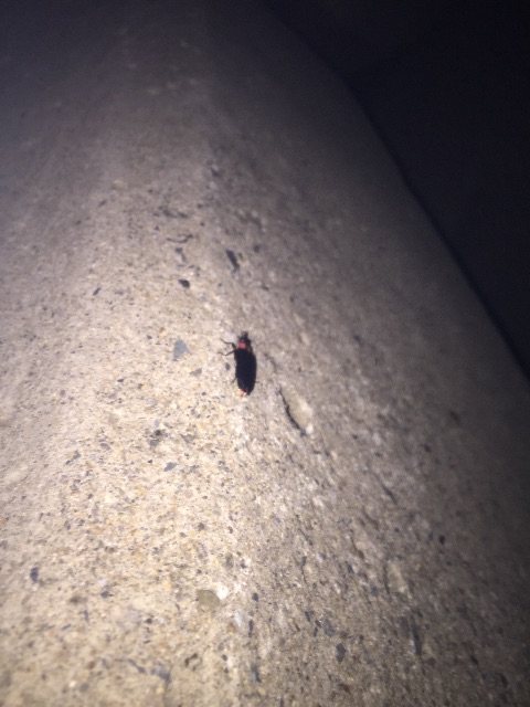 f:id:kawapom:20150606234935j:image f:id:kawapom:20150606234935j:image