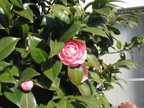 f:id:kawasaki:20080309221700j:image f:id:kawasaki:20080309221700j:image