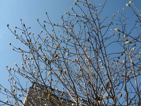 f:id:kawasaki:20080309221746j:image f:id:kawasaki:20080309221746j:image
