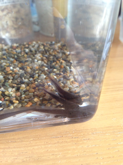 f:id:kawasaki:20130426071256j:plain