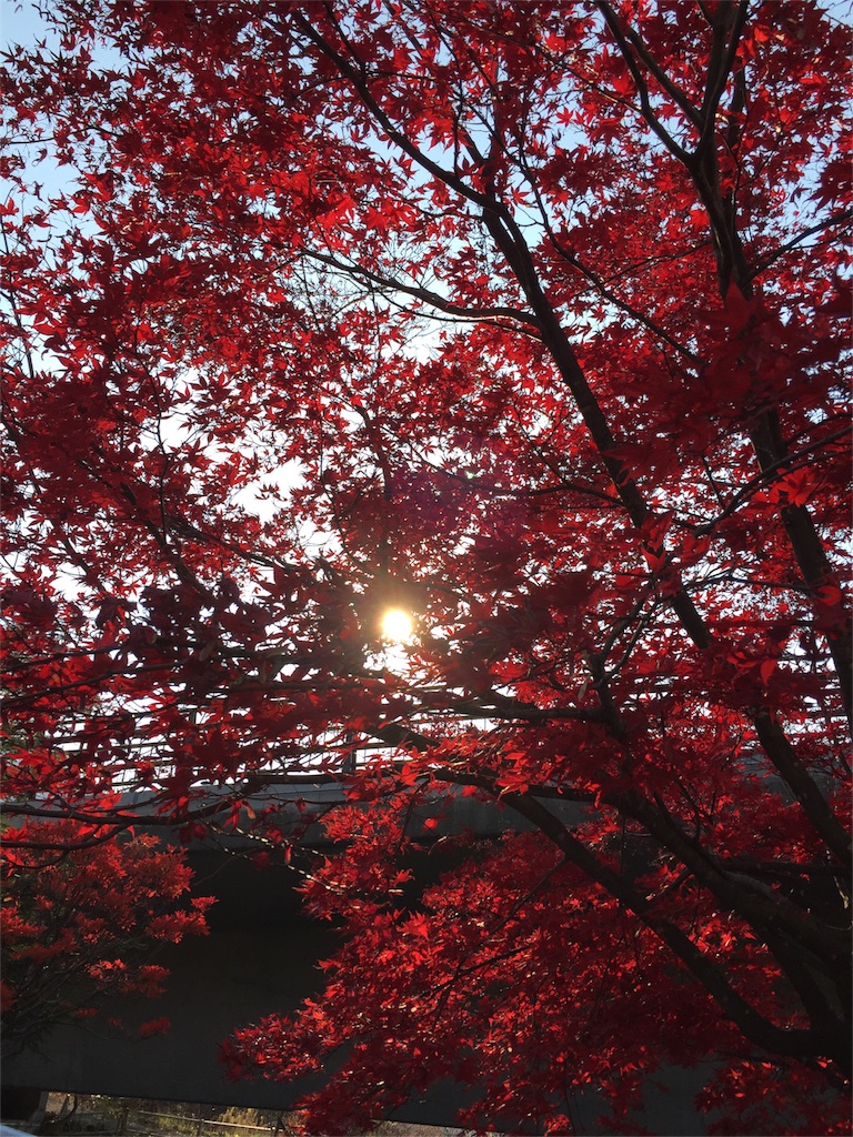 f:id:kawashima-naoya-1203346:20151104204033j:image f:id:kawashima-naoya-1203346:20151104204033j:image