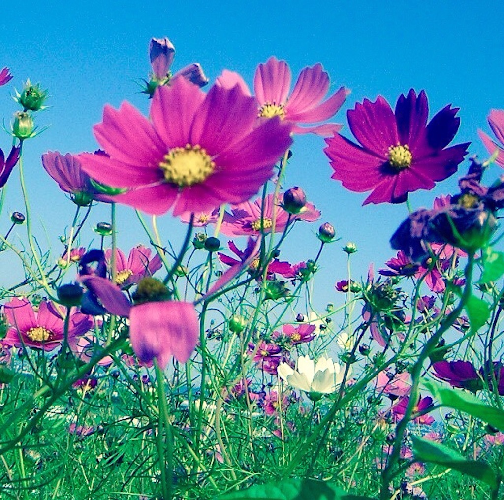 f:id:kaya_2120313:20151122013917j:image f:id:kaya_2120313:20151122013917j:image