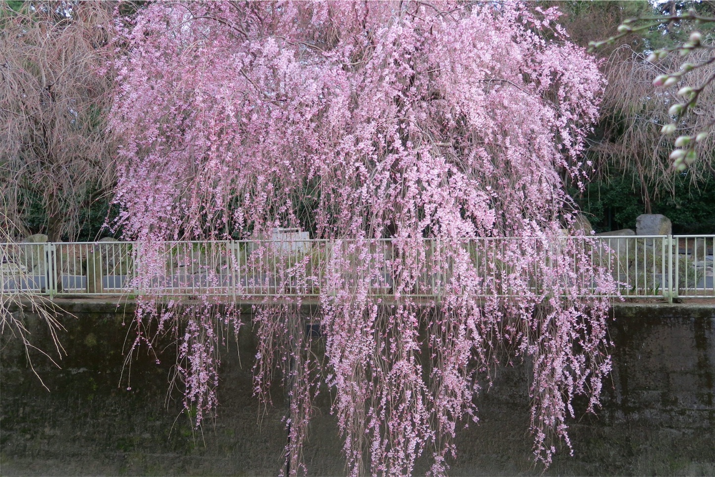 f:id:kaz-sasaki:20160325225801j:image f:id:kaz-sasaki:20160325225801j:image